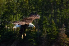 bald-eagle-flying-with-backdrop-of-trees-melinda-moore.webp