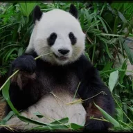 Lazypanda